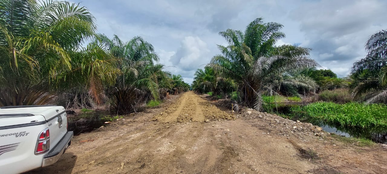 Palm Oil Trees Farm Management 2